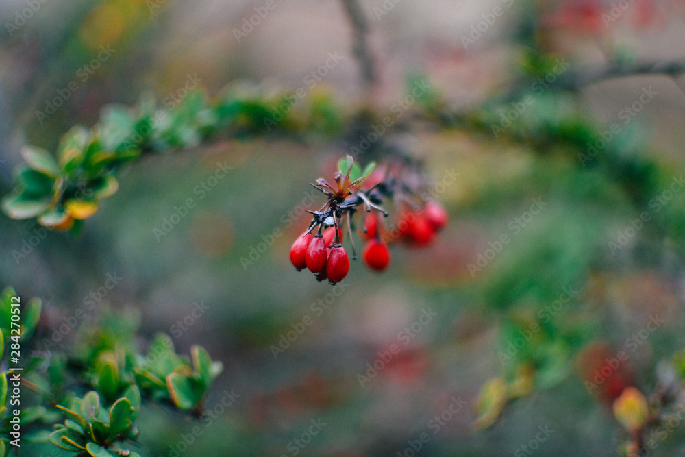 red berries of barberry on branch