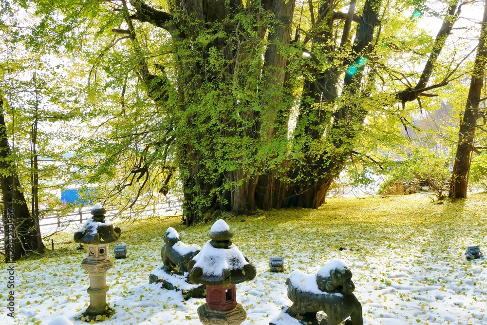 Obraz premium 《北金ケ沢の大イチョウ》青森県深浦町