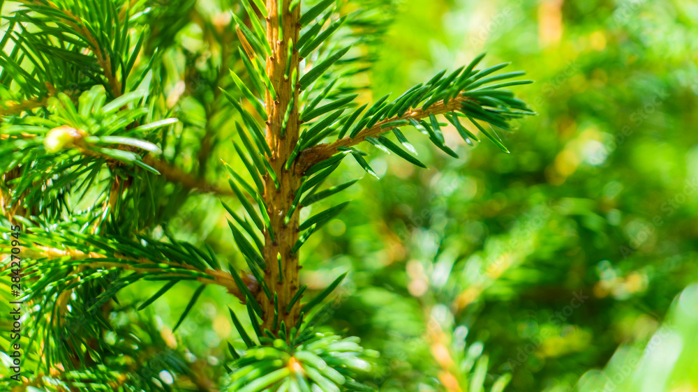 Coniferous branches and young cones close up om a sunny day