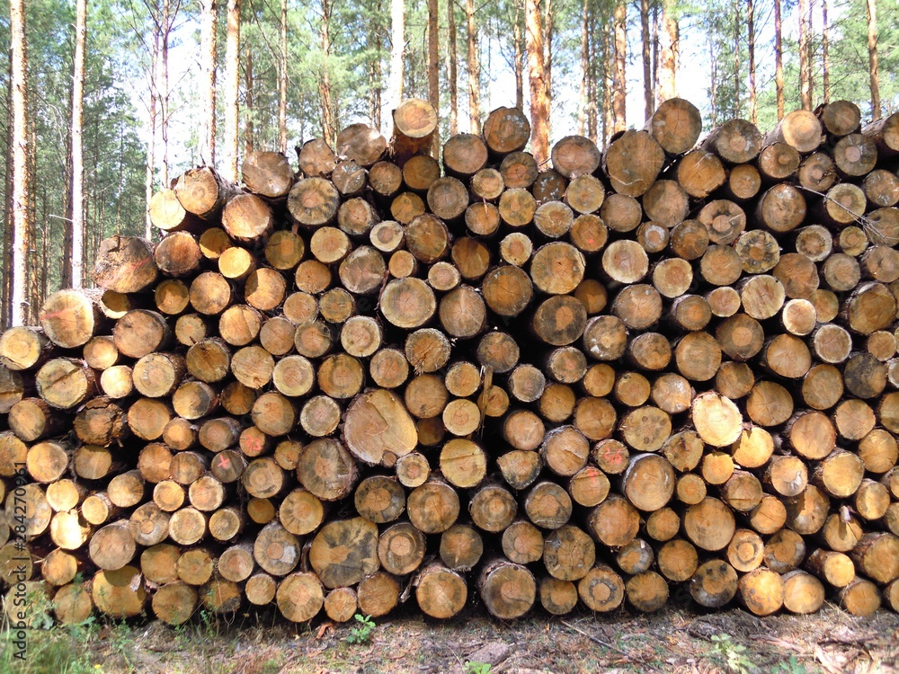 Holzstapel, Radroute Seeadlerrundweg in der Oberlausitzer Heide- und Teichlandschaft Holzstapel, Radroute Seeadlerrundweg in der Oberlausitzer Heide- und Teichlandschaft