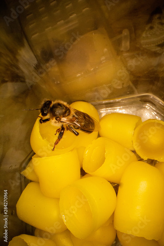 Yellow beeswax for hatching bees with a bee in the frame. Details of beekeeping close up