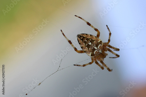 a spider waiting for the victim