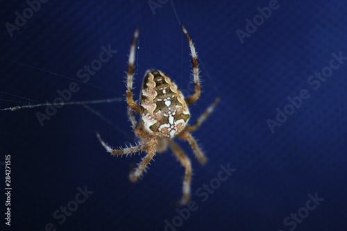 a spider waiting for the victim