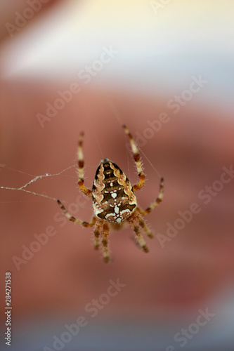 a spider waiting for the victim
