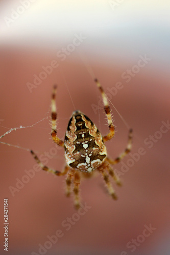 a spider waiting for the victim
