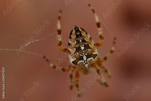 a spider waiting for the victim