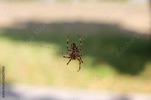 a spider waiting for the victim