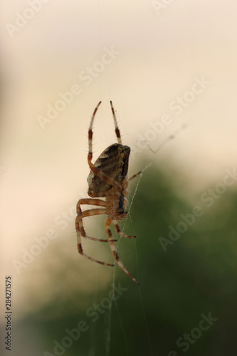 a spider waiting for the victim