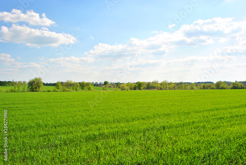 Field of green wheat (rye) rows on the edge of trees line, cloudy sunny sky, spring in Ukraine