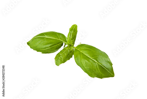 Fresh basil leaves on a white background