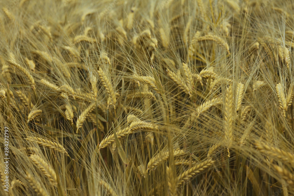 Fototapeta premium Golden ripe wheat field