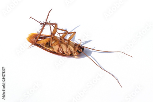 The cockroach isolated on the white background.