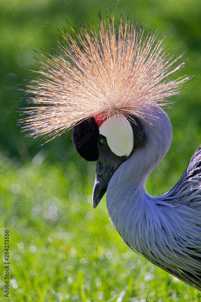 Fototapeta premium Balearica regulorum. Close up head shot of Grey Crowned Crane
