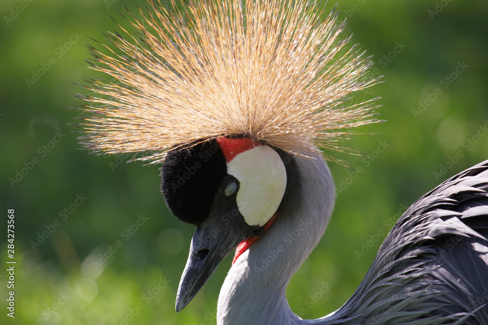 Fototapeta premium Balearica regulorum. Close up head shot of Grey Crowned Crane