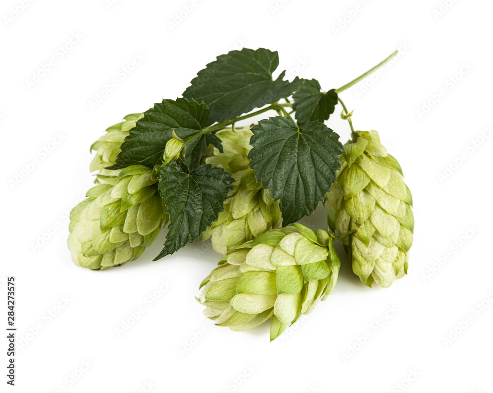Fresh hop cones on a white background Fresh hop cones on a white background