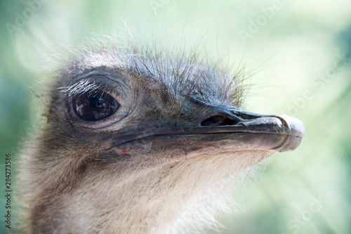Foto Close view of ostrich portrait a flightless swift-running African bird with a long neck