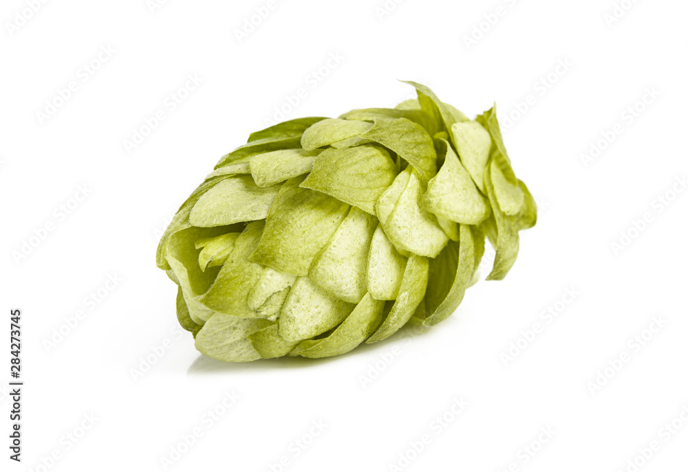 Fototapeta premium Fresh hop cones on a white background