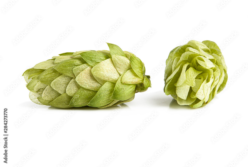 Obraz premium Fresh hop cones on a white background