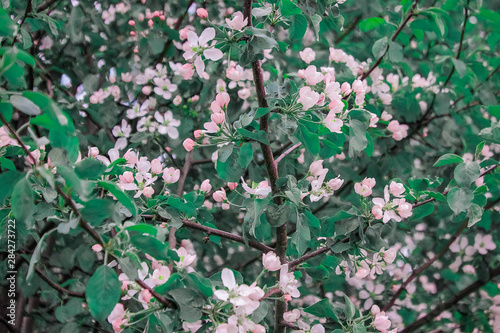 tree with pink flowers in summer