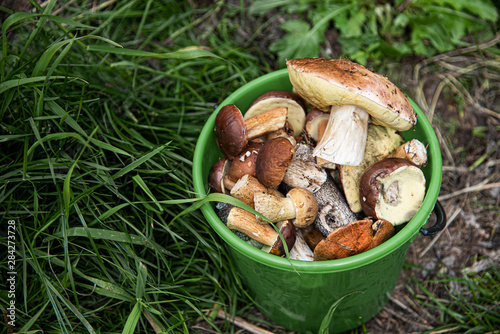 Picked mushrooms in a bucket on the grass