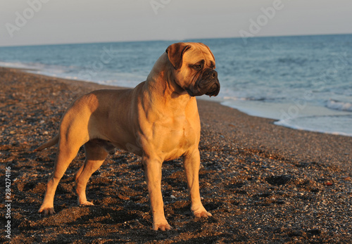 Male bullmastiff dog pure breed near to the sea photo