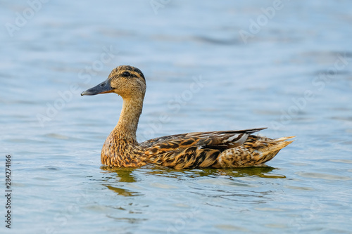 Female Mallard in the sea