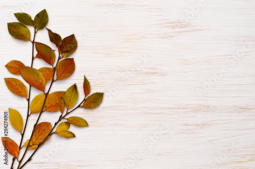 White painted wooden board with autumn colorful leaves photo