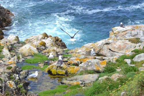 seagull and herring gull (goélands marins et  argentés). île Ouessant, France