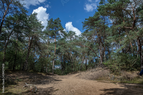 Diever Drente Netherlands Forest photo