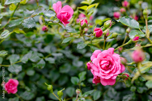 Pink rose flower in roses garden. Soft focus. Rosehip flower
