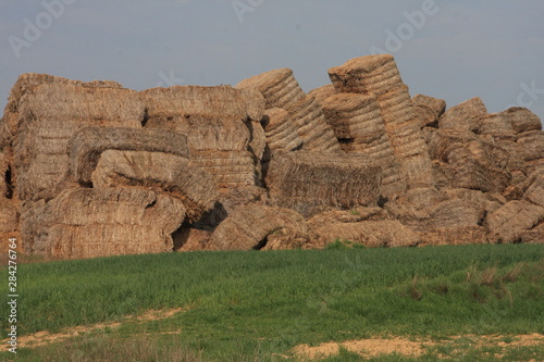 Stacks of dry straw. Piled straw haystacks. Natural dry straw in the field