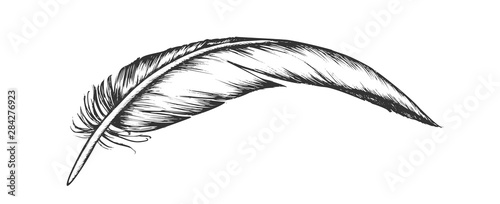 Lost Bird Outer Element Feather Vintage Vector. Fluffy Feather Characteristic Distinguish Extant Fliers From Other Living Groups. Varmint Detail Designed In Retro Style Monochrome Illustration