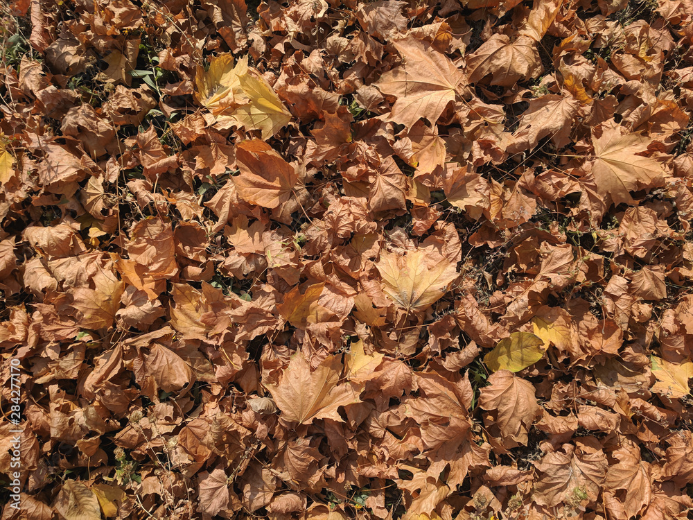 natural background of beautiful autumn leaves natural background of beautiful autumn leaves
