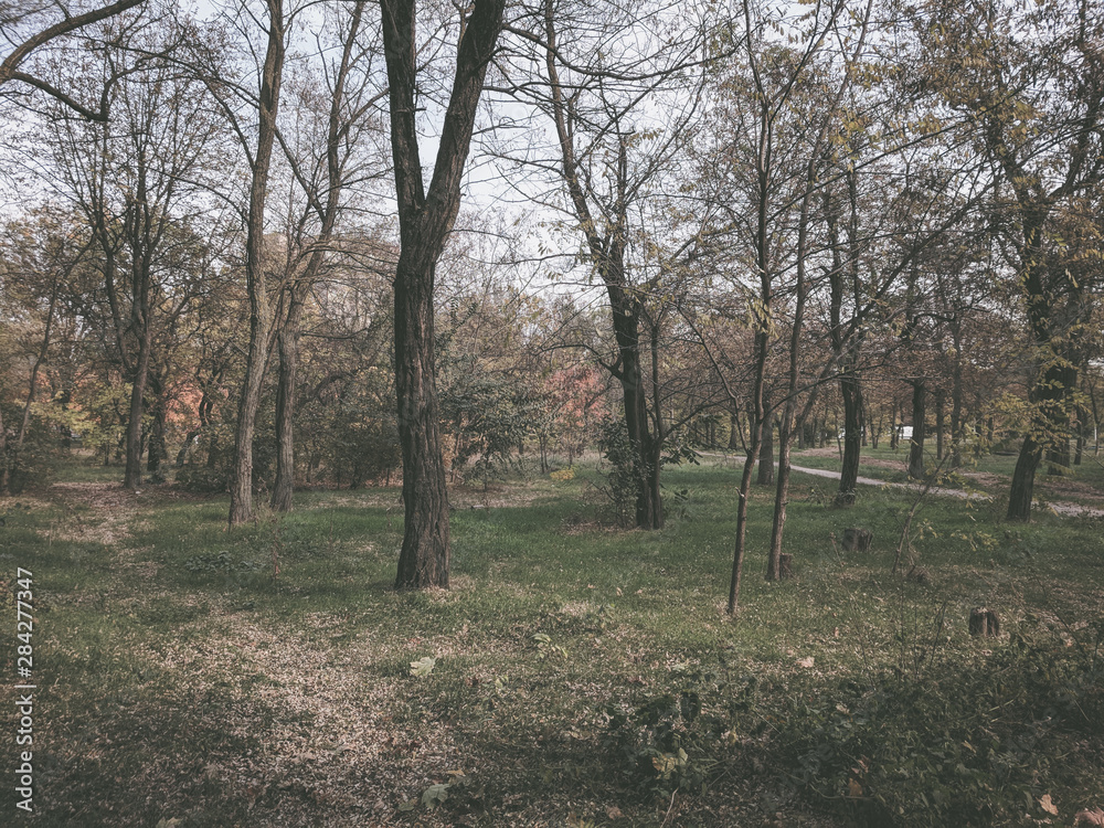 impenetrable thickets in a pine forest impenetrable thickets in a pine forest