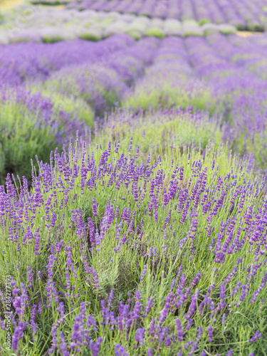 Lavender bushes closeup  French lavender in the garden  soft light effect. Field flowers background.