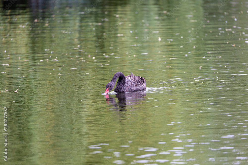 Black swan in water Black swan in water