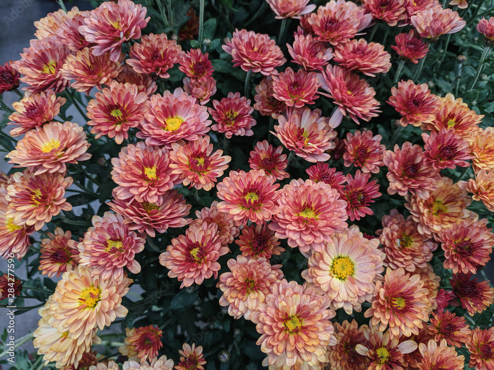 A bouquet of beautiful chrysanthemum flowers outdoors. Chrysanthemums in the garden.