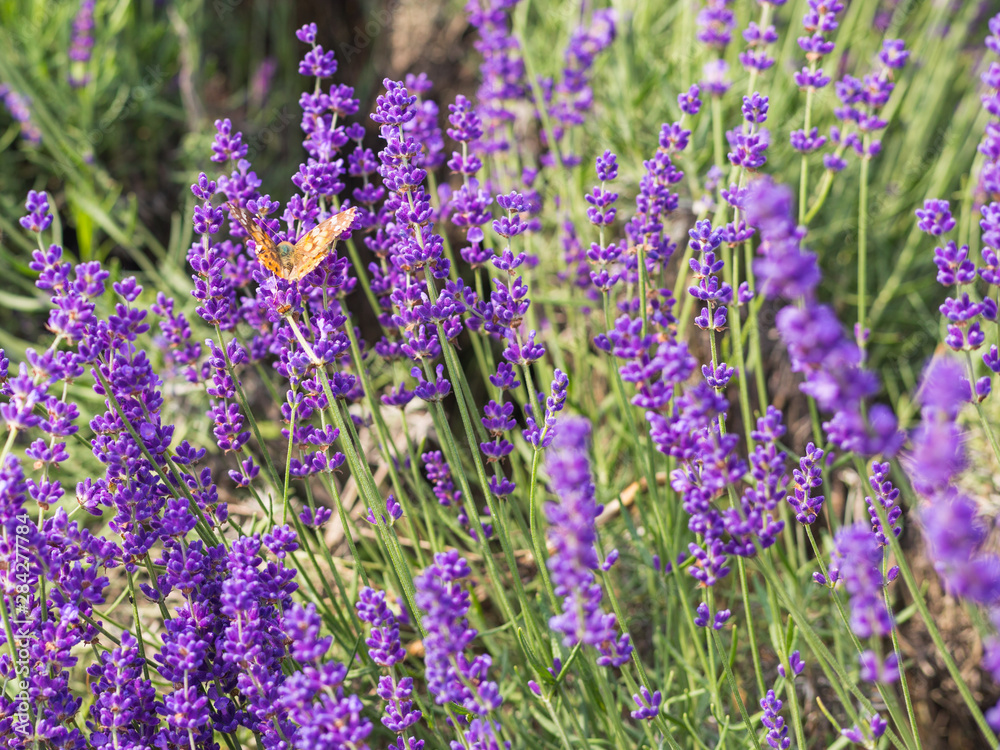 Naklejka premium Closeup violet lavender flowers with butterfly on field. French lavender in the garden