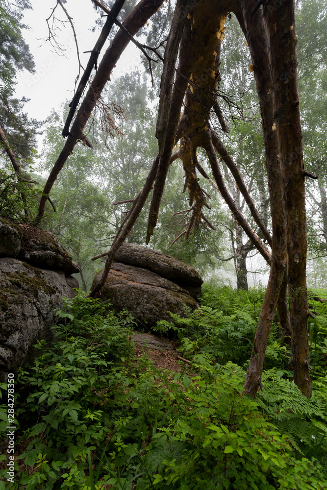 Naklejka premium fog in the forest