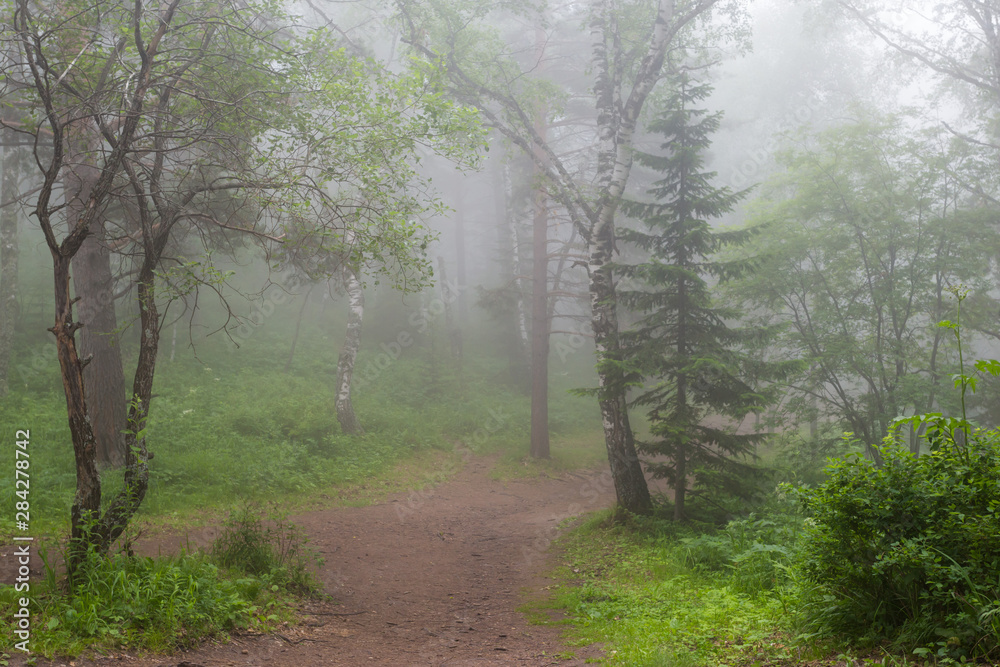 Obraz premium fog in the forest