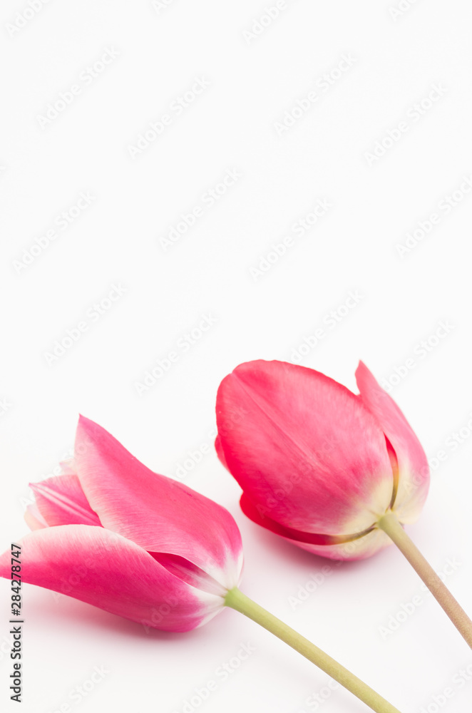 red pink tulips flower heads still life - floral theme backdrops