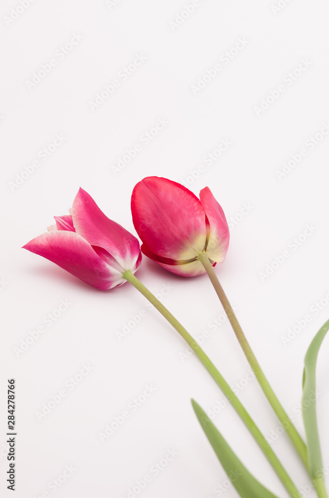 purple tulips hig angle view still life - floral theme backdrops purple tulips hig angle view still life - floral theme backdrops