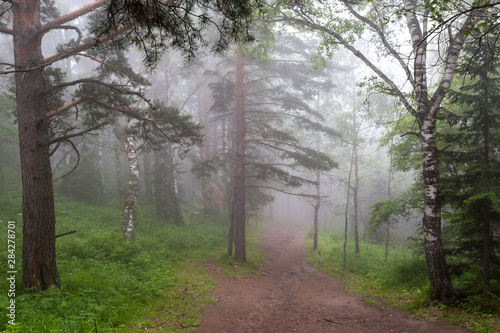 fog in the forest © Sotnikov_EM
