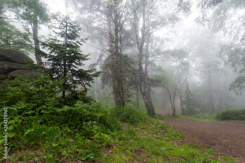 fog in the forest