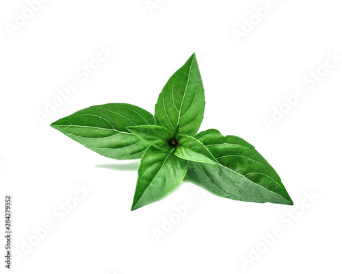 Fresh green basil herb leaves isolated on a white background with a light sunny shadow. Top view of the tip of the basil.