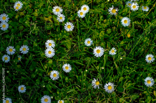 Chamomiles on green grass background. Daisies in the meadow.