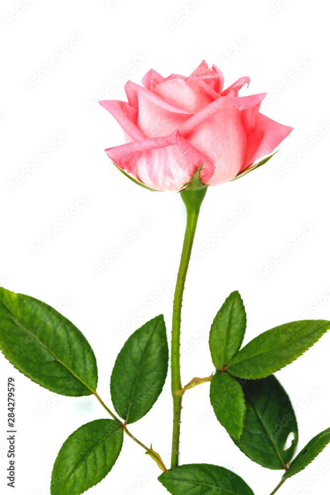 Roses and rose petals isolated on white background. photo design for beauty short and cosmetic mock up design element. Roses and rose petals isolated on white background. photo design for beauty short and cosmetic mock up design element.