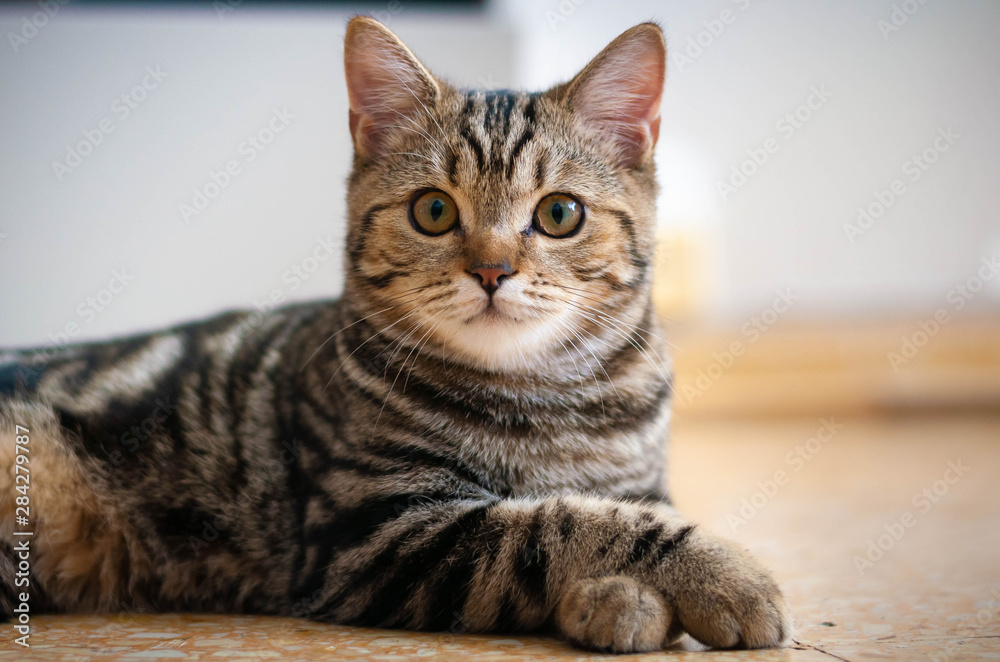 British striped cat on the floor British striped cat on the floor