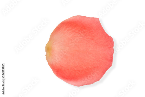 Roses and rose petals isolated on white background. photo design for beauty short and cosmetic mock up design element.