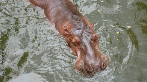 Hippopotamus floating in the water during the summer day.